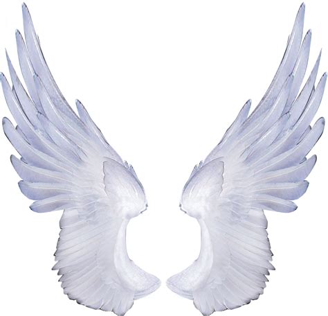 pngwing|Wings PNG & Download Transparent Wings PNG .